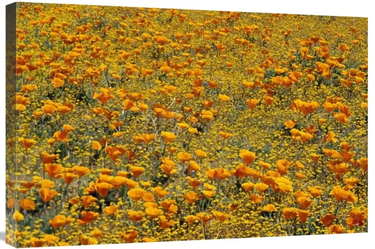 California Poppies and Golden Yarrow California-Canvas Art-30x20