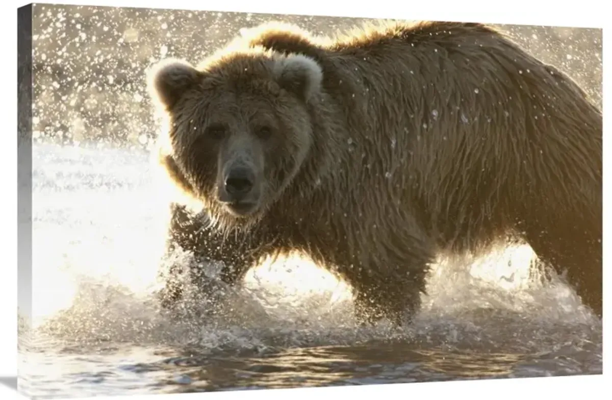 Grizzly Bear foraging for salmon in stream, Katmai National Park, Alaska-Canvas Art-36x24