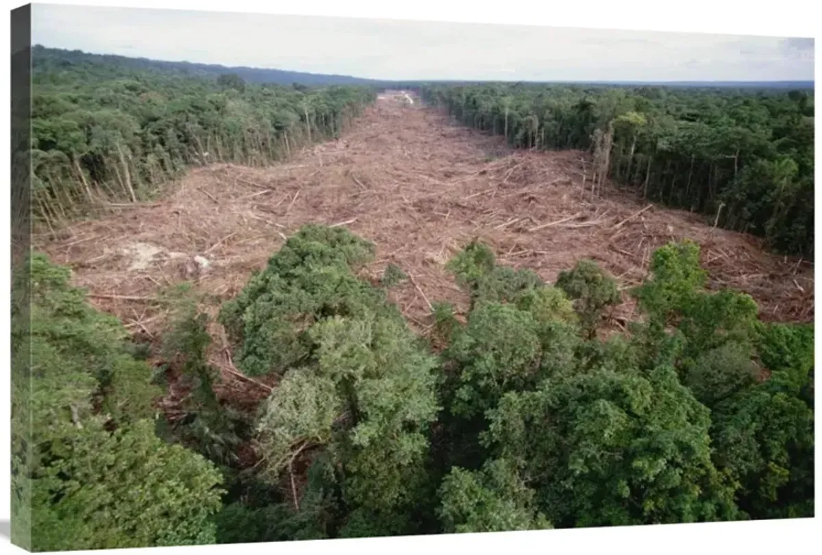 Clearing of tropical rainforest south of Lake Kutubu for Gobe oil camp, southern highlands, Papua New Guinea-Canvas Art-36x24