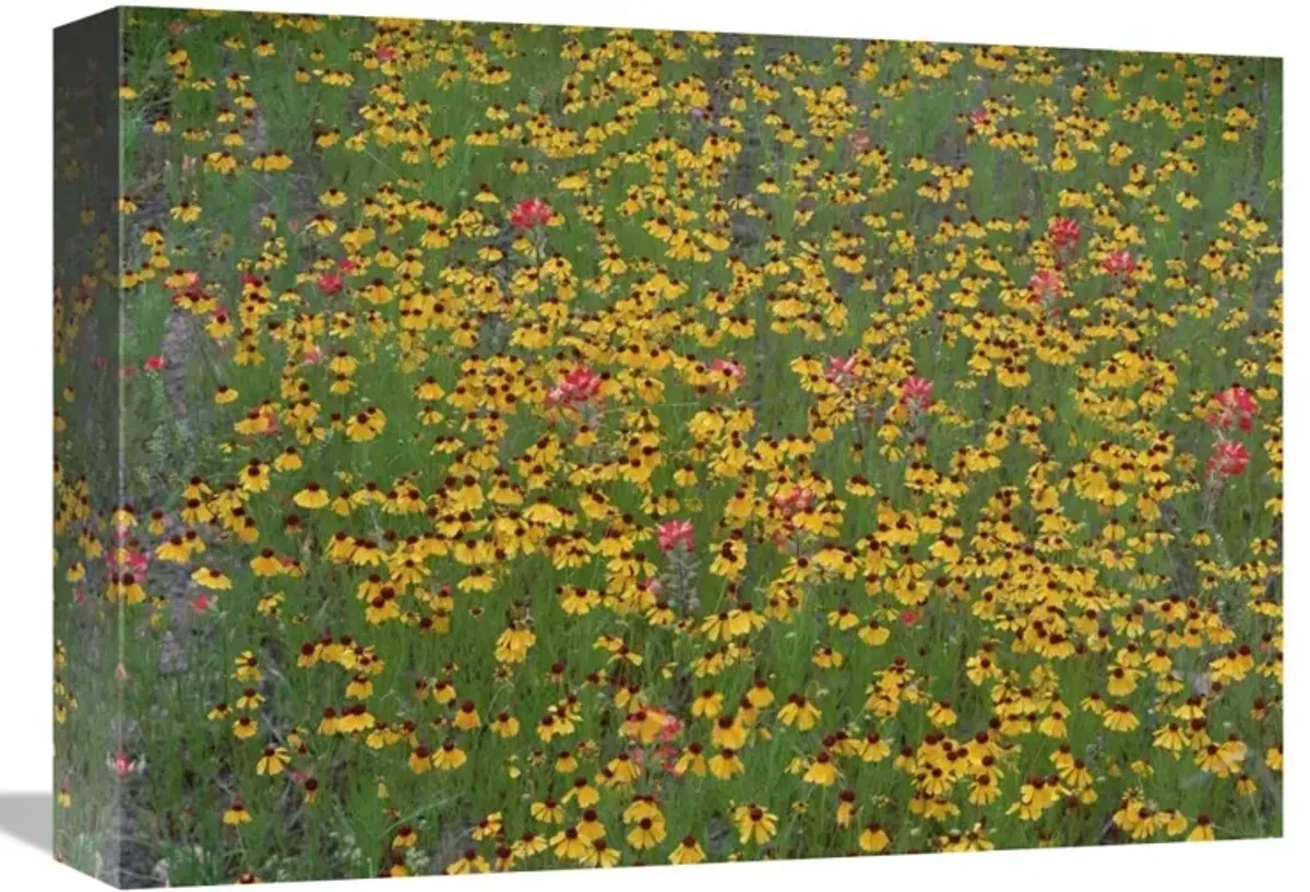 Paintbrush and coreopsis meadow, Hill Country, Texas-Canvas Art-16x12
