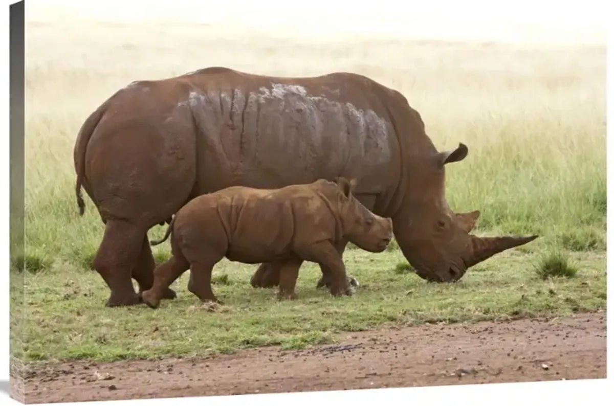 White Rhinoceros mother and calf, Rhino and Lion Nature Reserve, South Africa-Canvas Art-36x24