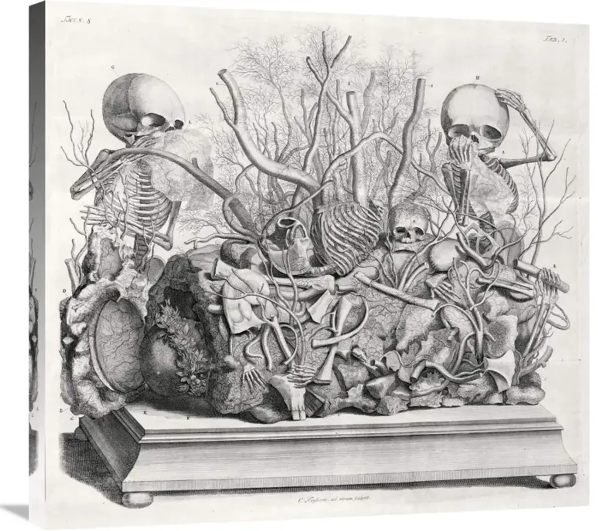 Diorama of fetal skeletons arranged with various internal organs-Canvas Art-30x27.9