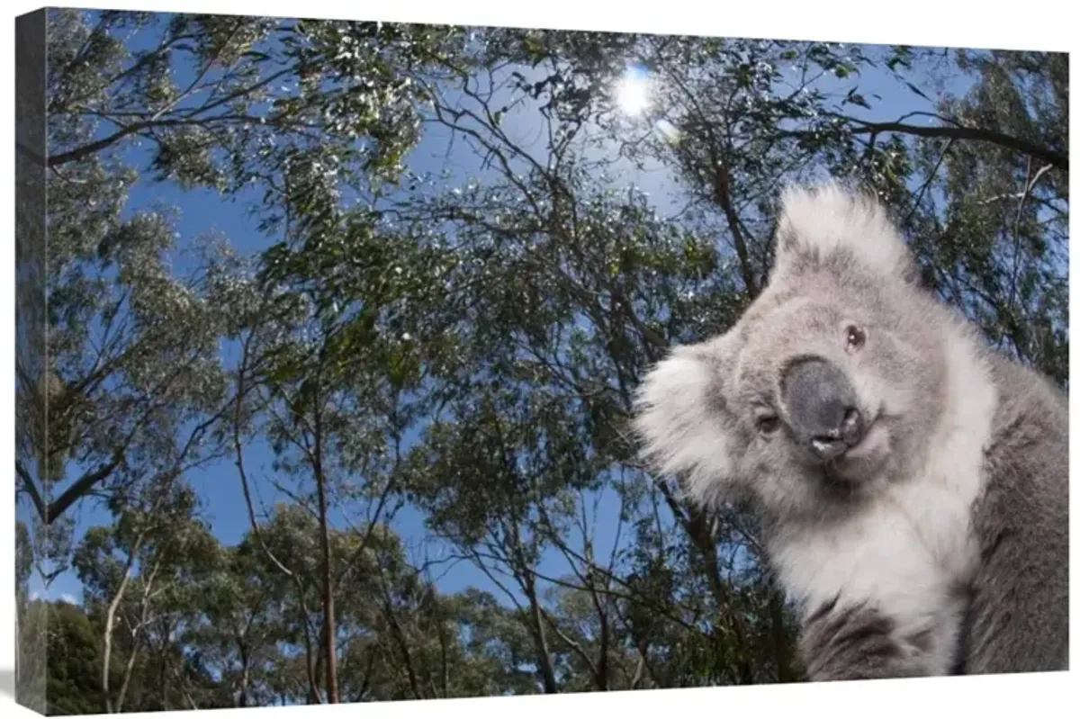 Koala in Gum Tree forest, Victoria, Australia-Canvas Art-30x20