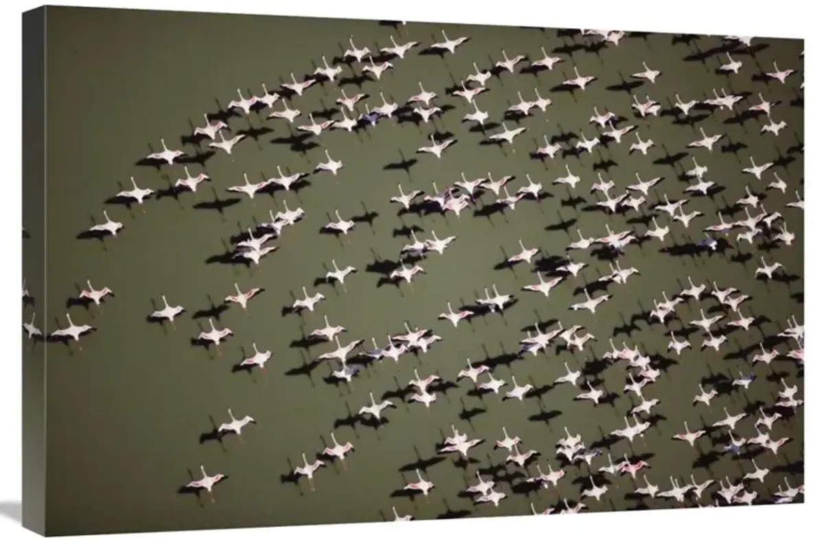 Lesser Flamingo group flock flying over a lake, Kenya-Canvas Art-30x20