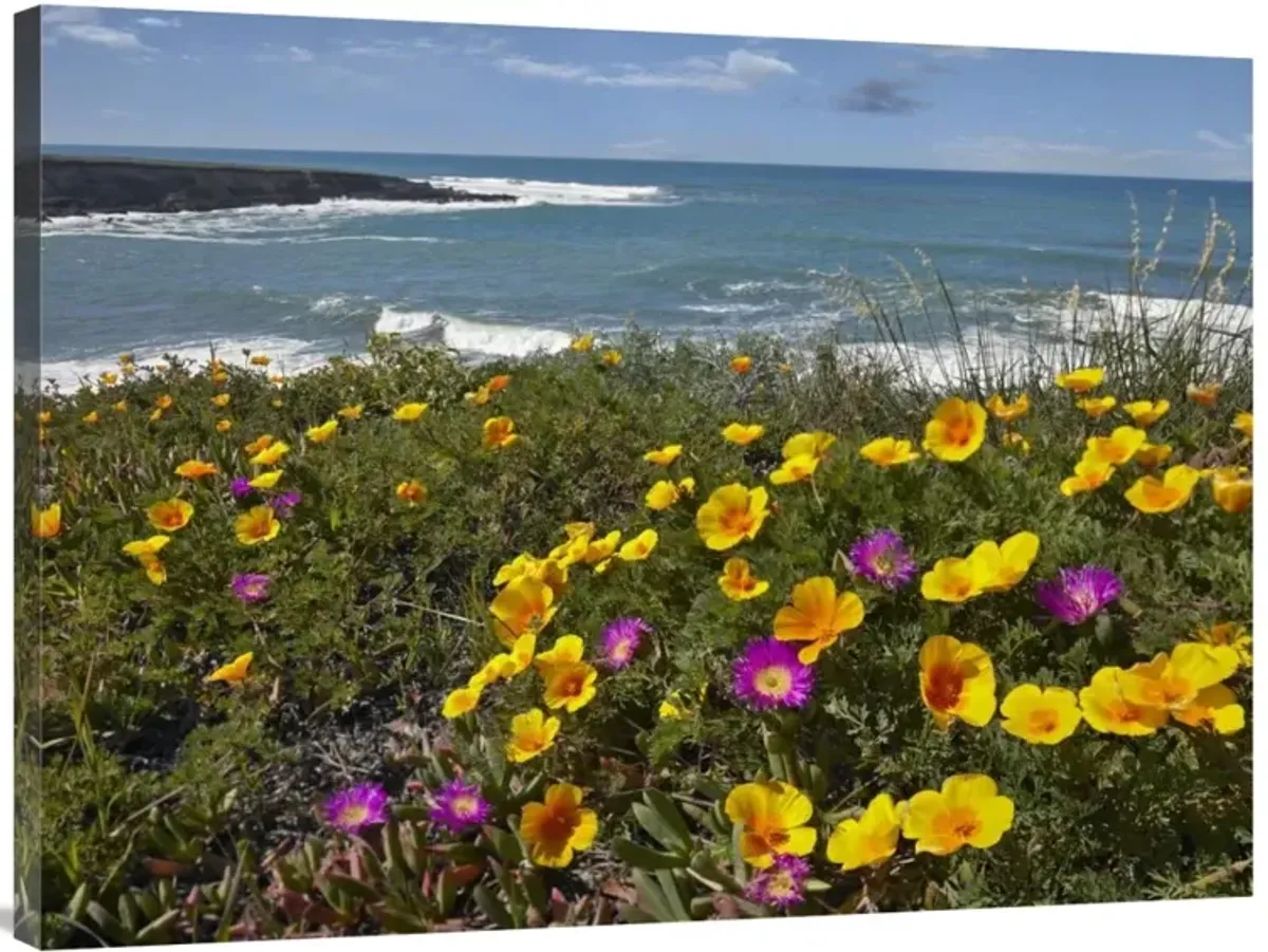 California Poppy and Iceplant, Montano de Oro State Park, California-Canvas Art-40x30