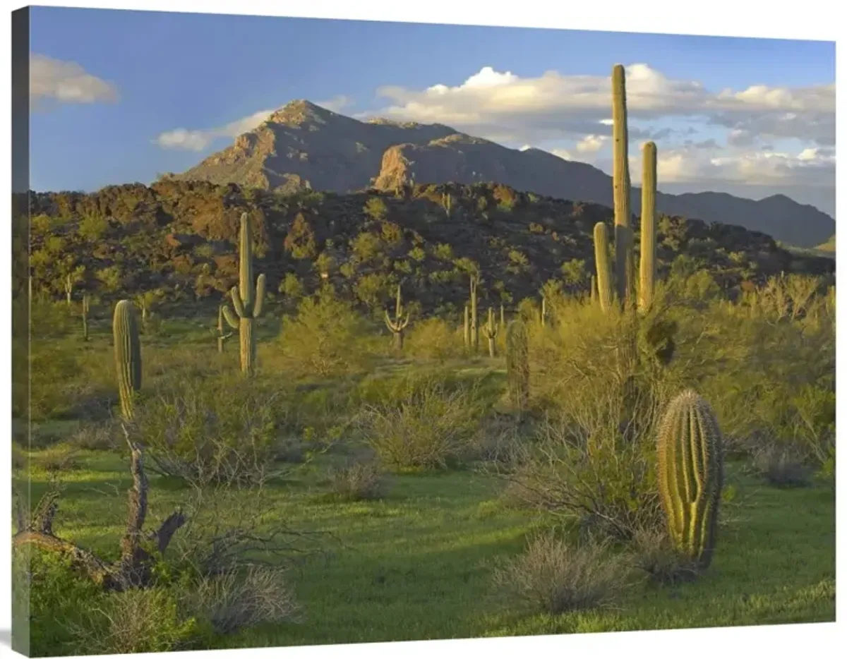 Saguaro Picacho Mountains, Picacho Peak State Park, Arizona-Canvas Art-40x30