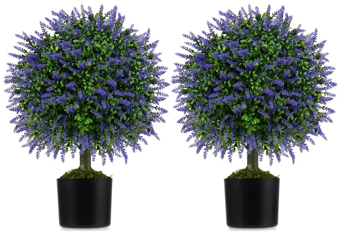 Lavender Topiary Ball Trees, Set of 2, with Cement-Filled Decorative Pots