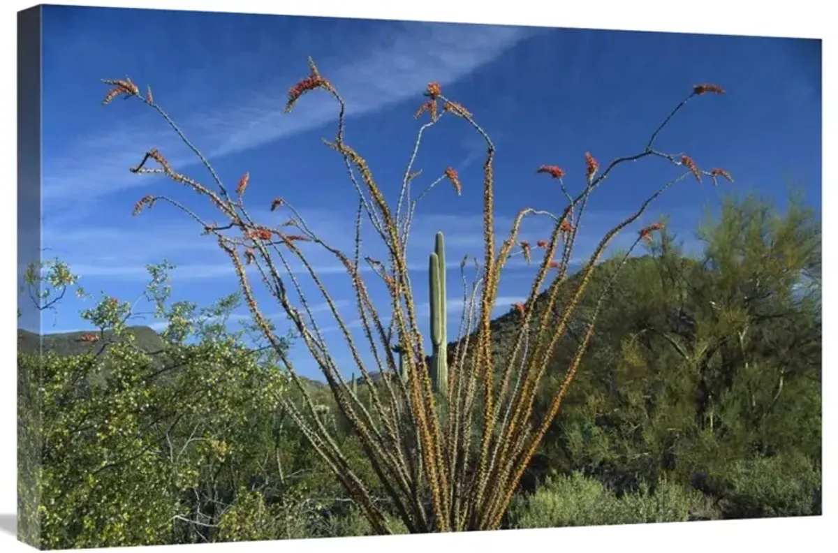 Ocotillo Saguaro Greasewood and Palo Verde Arizona-Canvas Art-30x20
