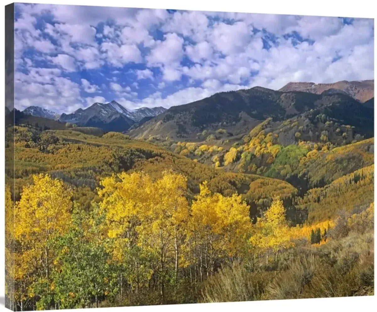 Quaking Aspen in autumn, Colorado-Canvas Art-36x29.52