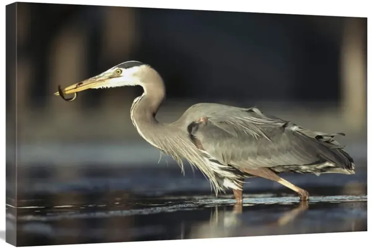 Great Blue Heron with captured fish, British Columbia, Canada-Canvas Art-30x20