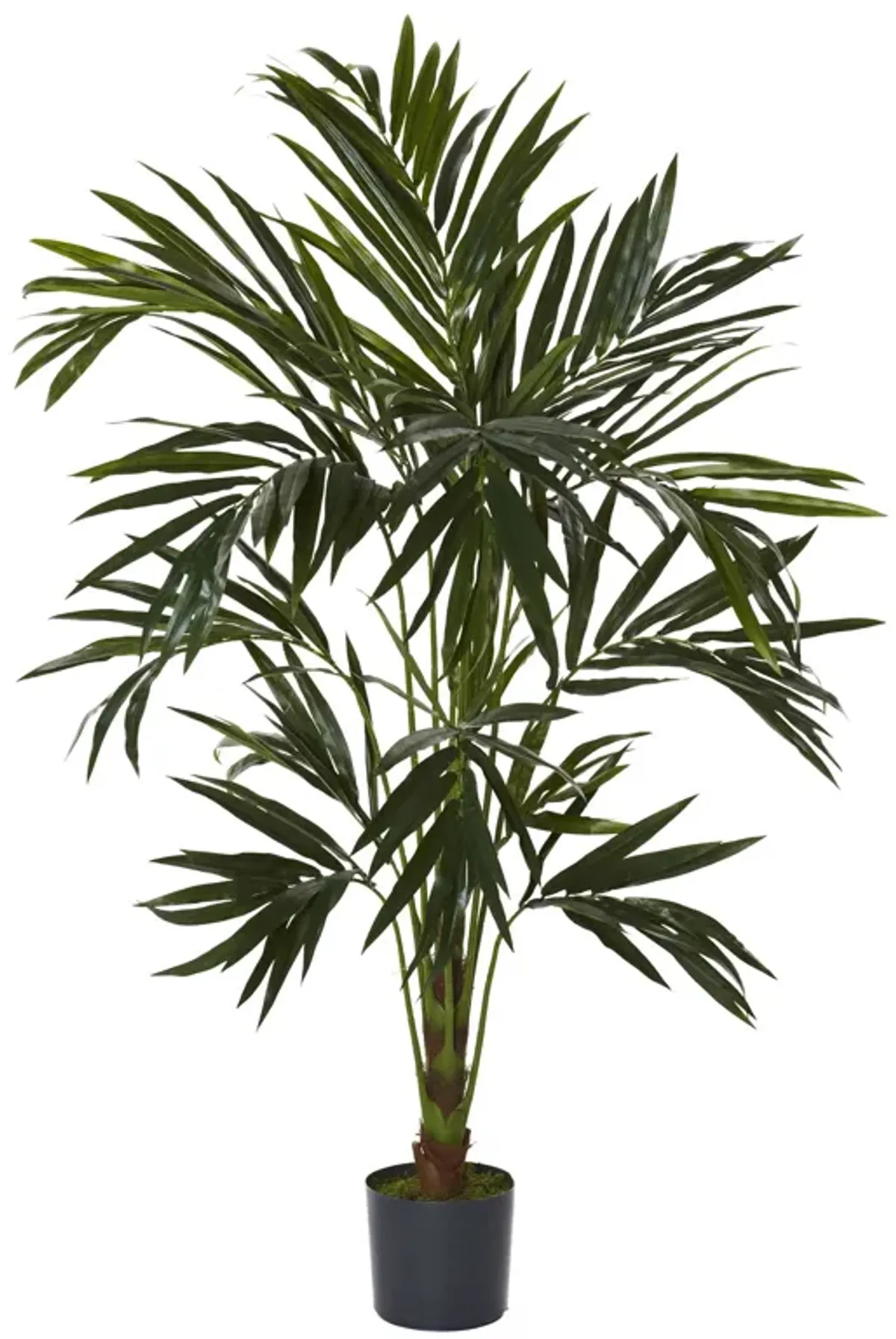 HomPlanti 6 Feet Kentia Silk Tree