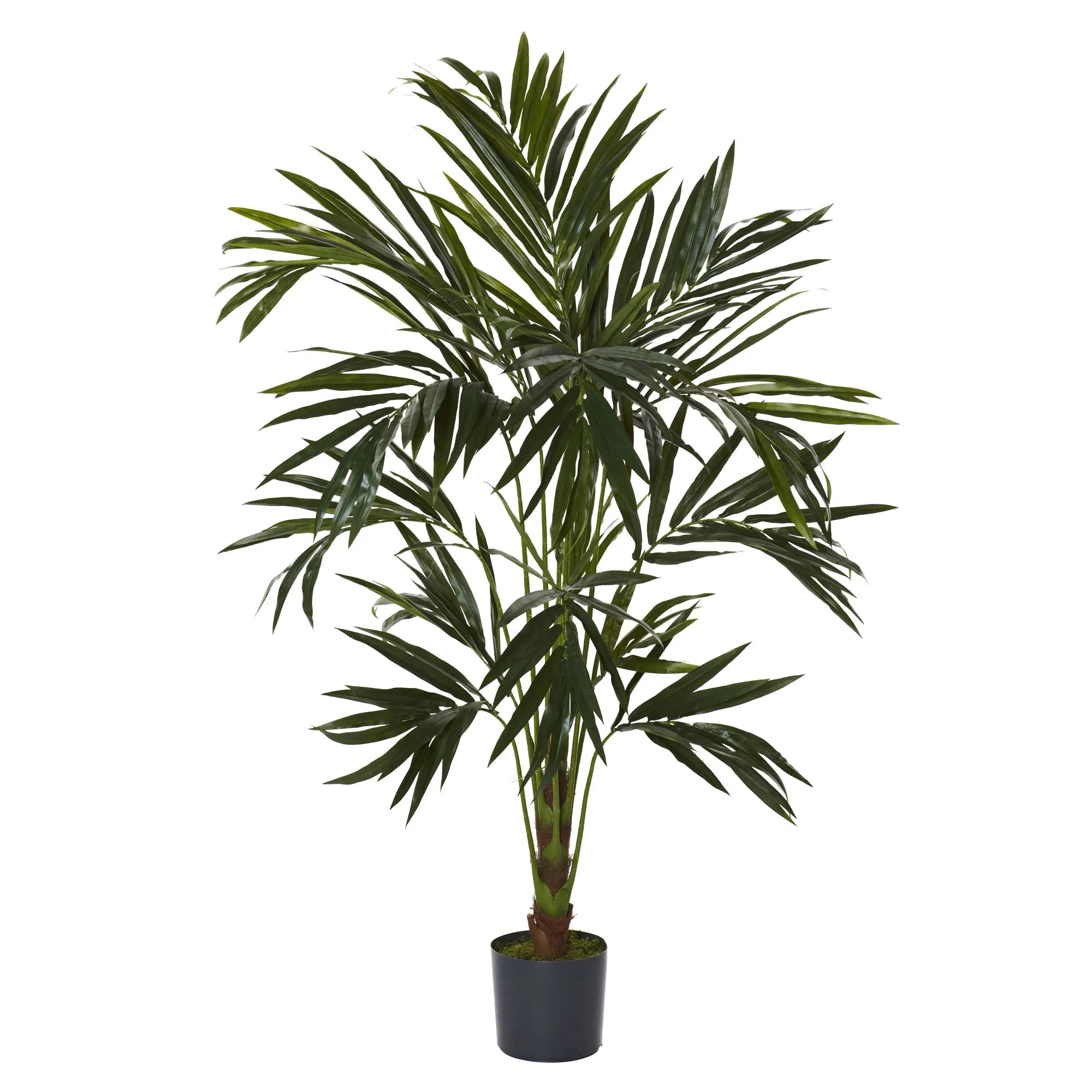 HomPlanti 6 Feet Kentia Silk Tree