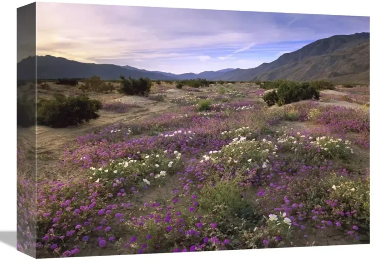 Sand Verbena and Primrose blooming, Anza-Borrego Desert State Park, California-Canvas Art-16x12