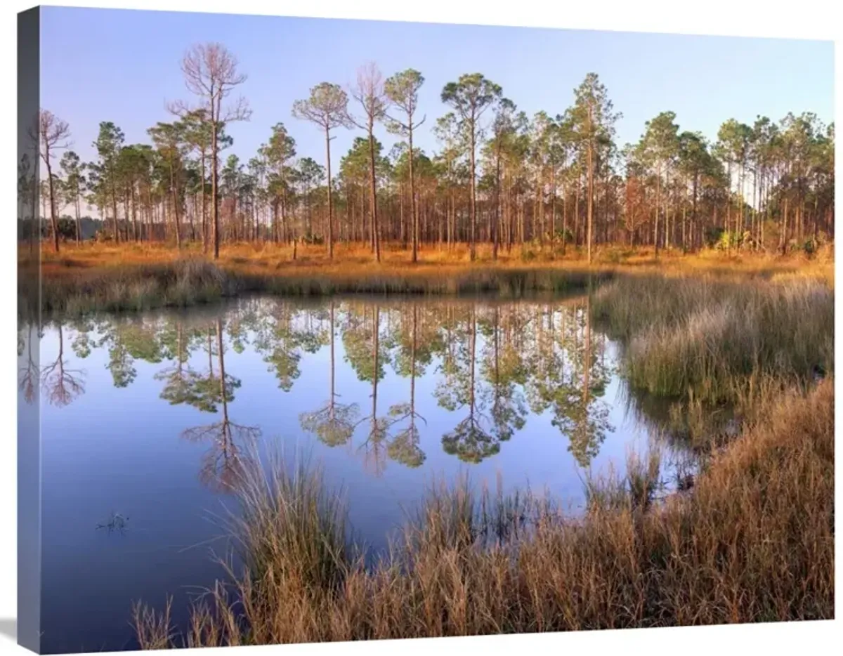Pines reflected in pond near Piney Point, Hagens Cove, Florida-Canvas Art-32x24