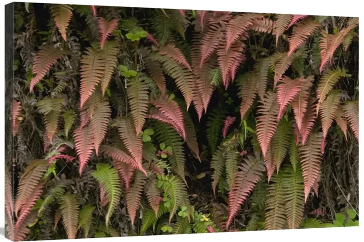 Young ferns in temperate forest, Ecuador-Canvas Art-36x24