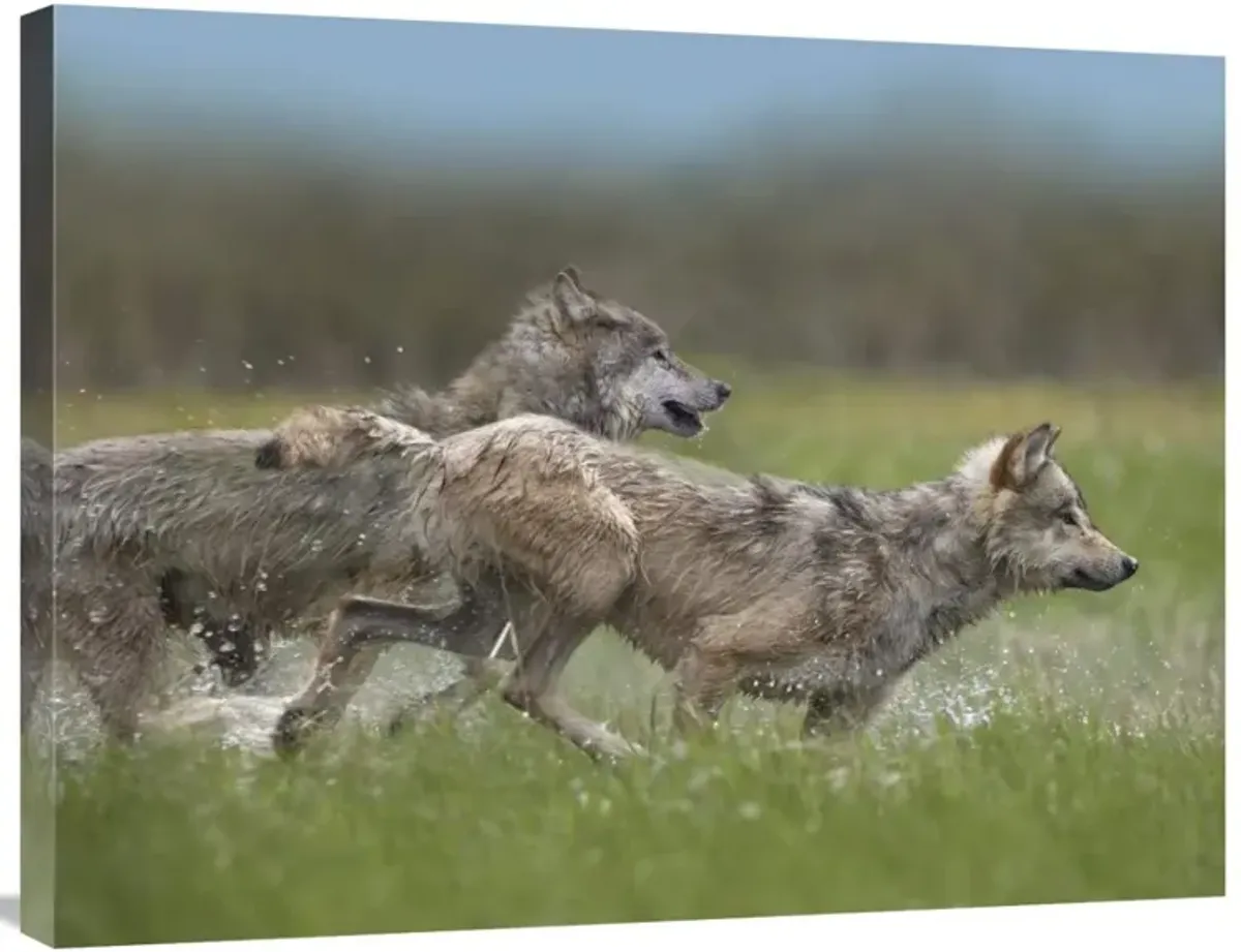 Gray Wolf pair running through water, North America-Canvas Art-32x24