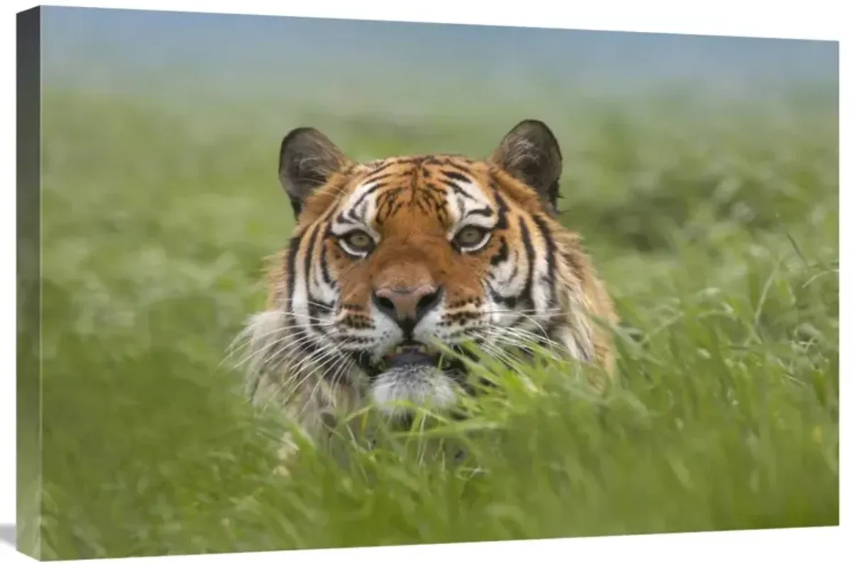 Siberian Tiger snarling, native to Russia-Canvas Art-30x20