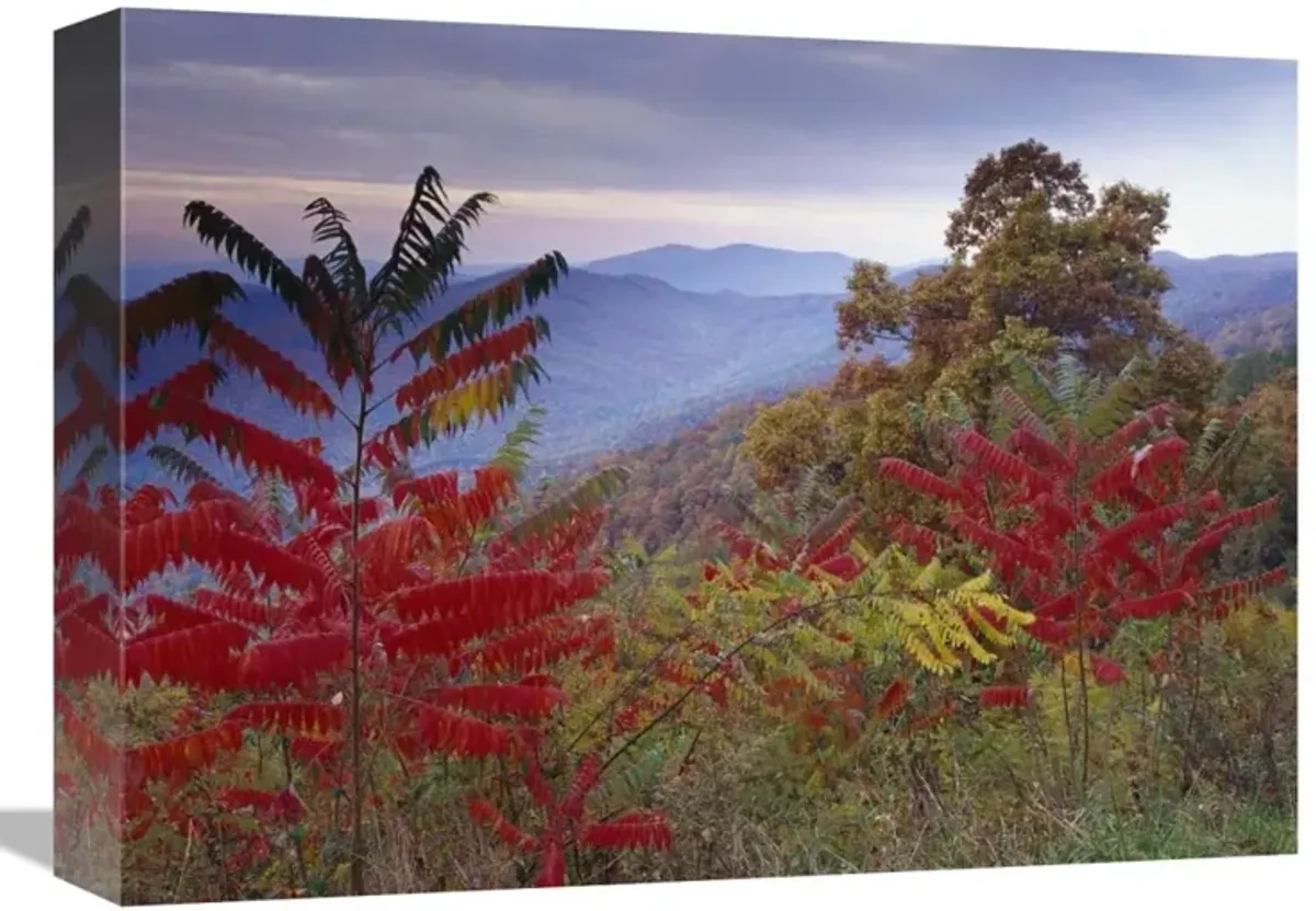 Staghorn Sumac in autumn, Blue Ridge Mountain Range, Virginia-Canvas Art-16x12