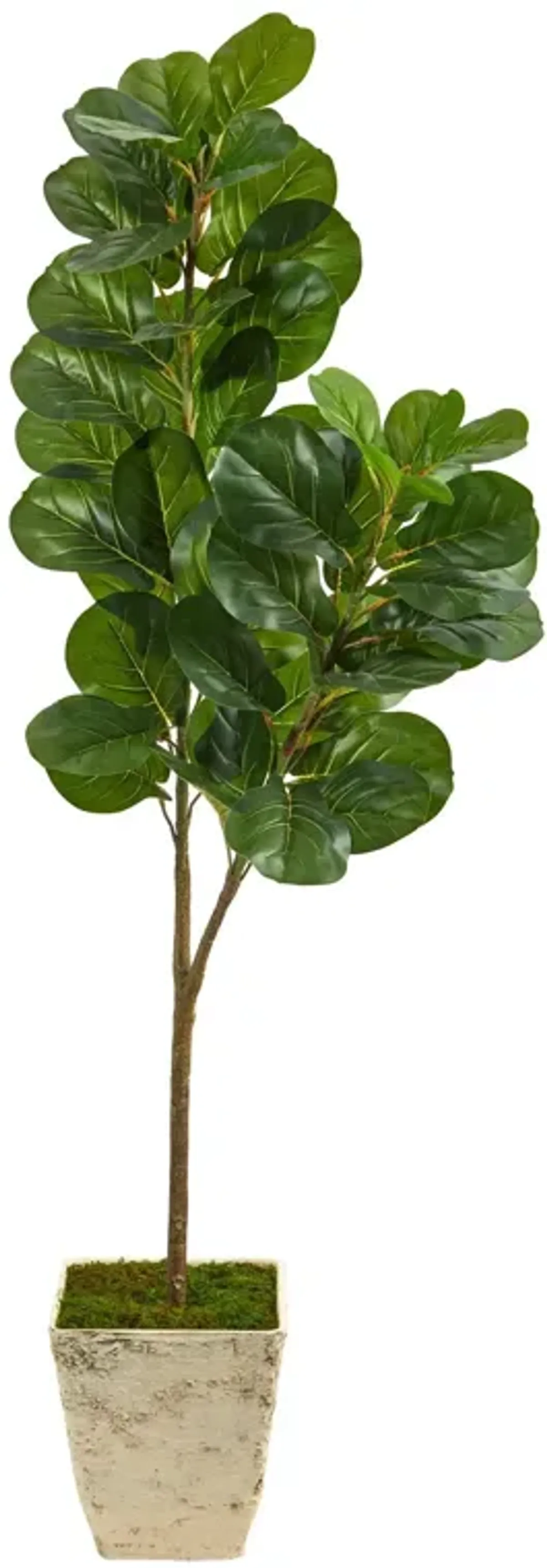 Nearly Natural 5.5-in Fiddle leaf Fig Tree in Country White Planter