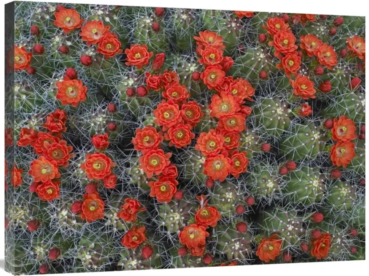 Claret Cup Cactus detail of flowers in bloom, North America-Canvas Art-32x24