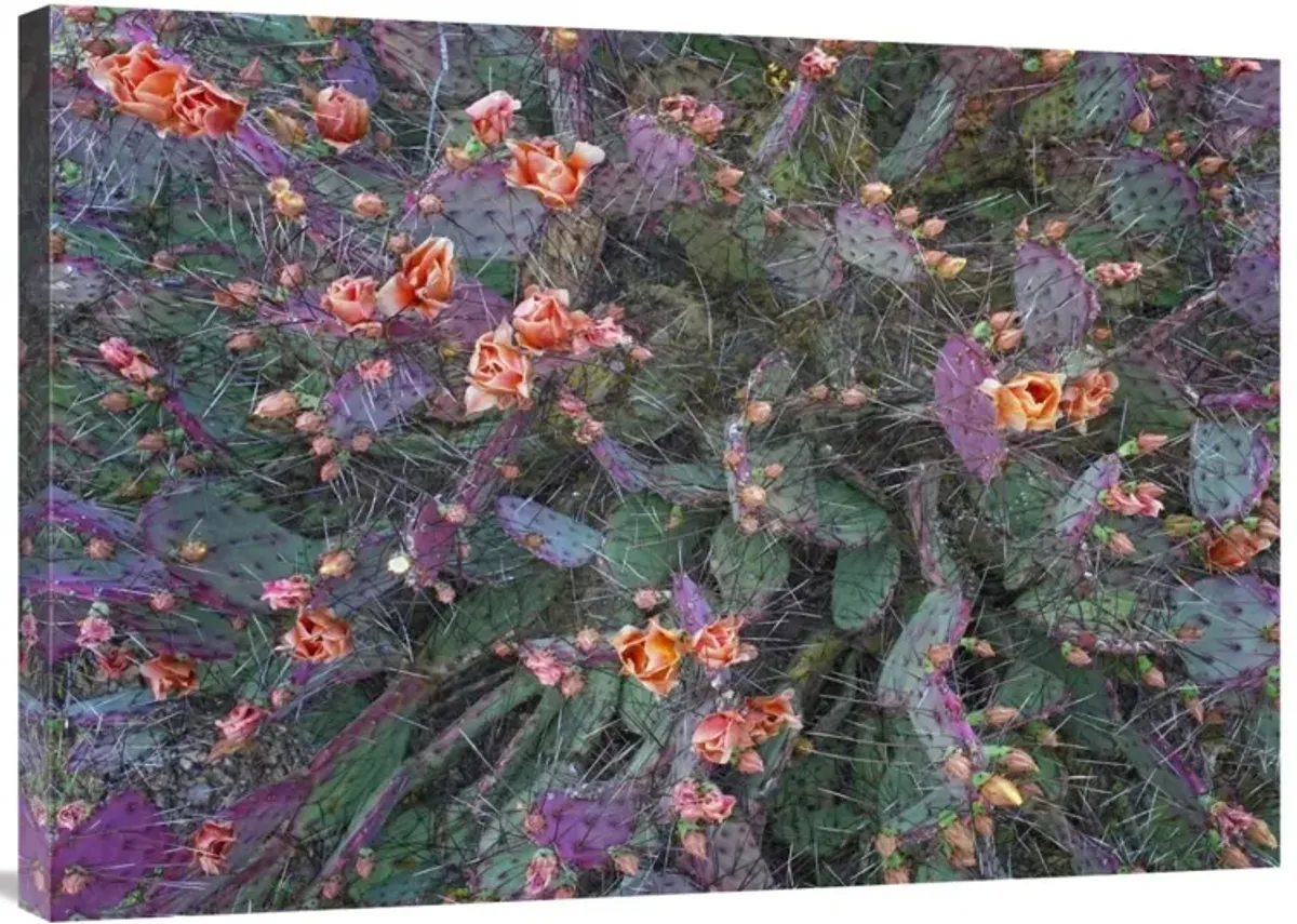 Opuntia flowering, North America-Canvas Art-36x25.56