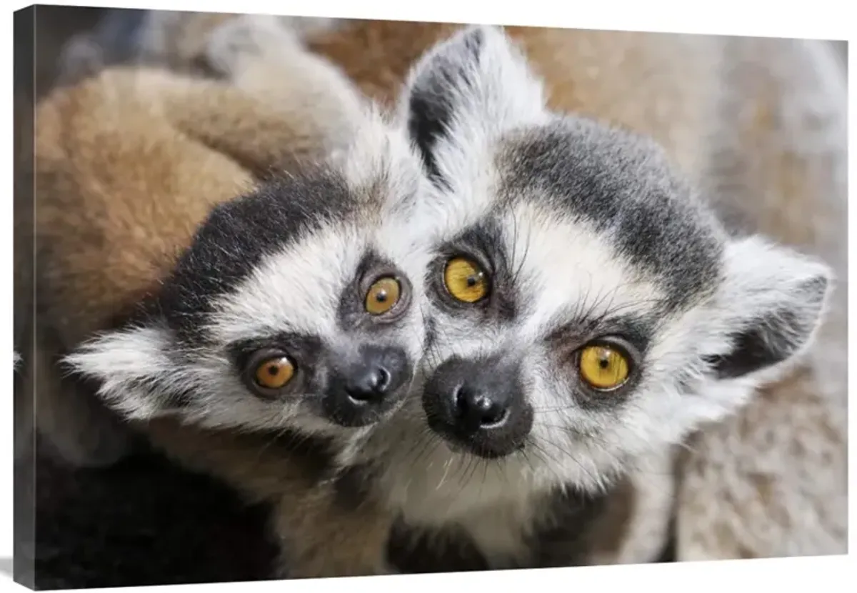 Ring-tailed Lemur, portrait of adult with young.-Canvas Art-36x24