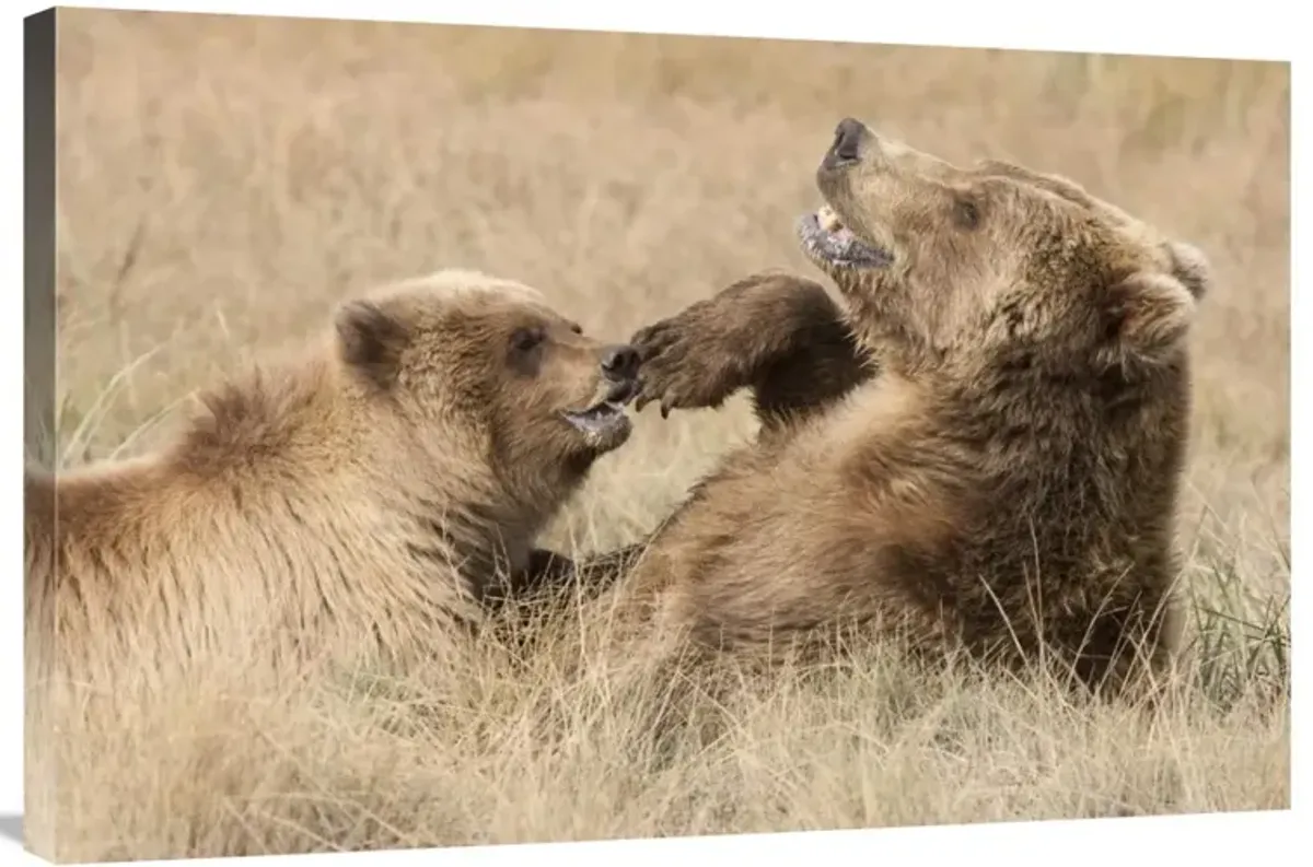 Grizzly Bear mother and cub playing, Katmai National Park, Alaska-Canvas Art-36x24
