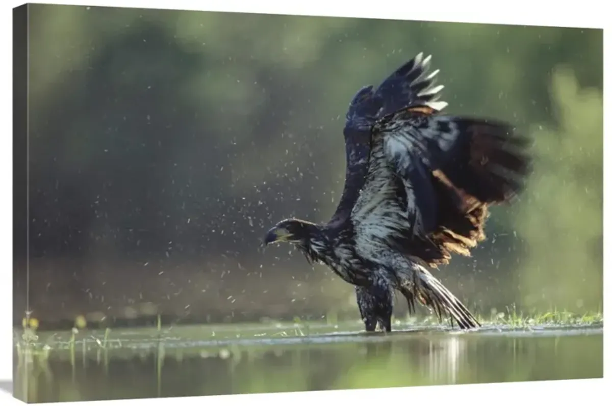 Bald Eagle juvenile bathing in a river, North America-Canvas Art-36x24