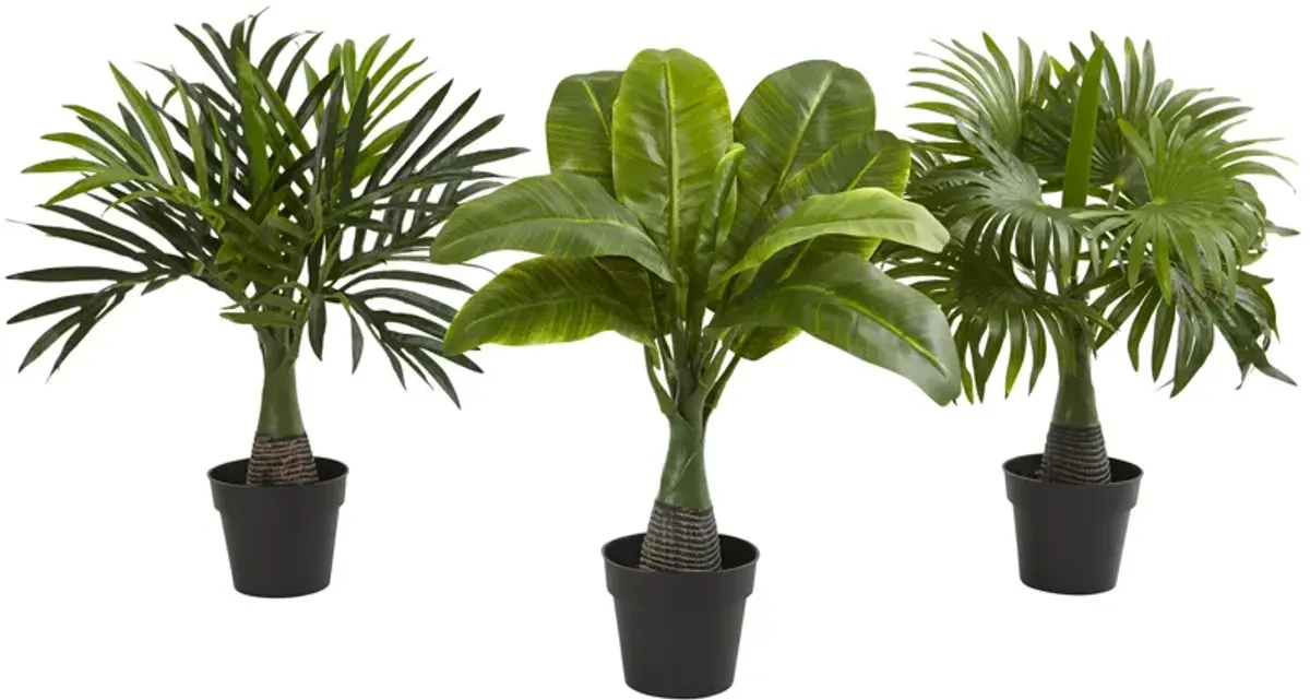 HomPlanti Areca, Fountain & Banana Palm (Set of 3)