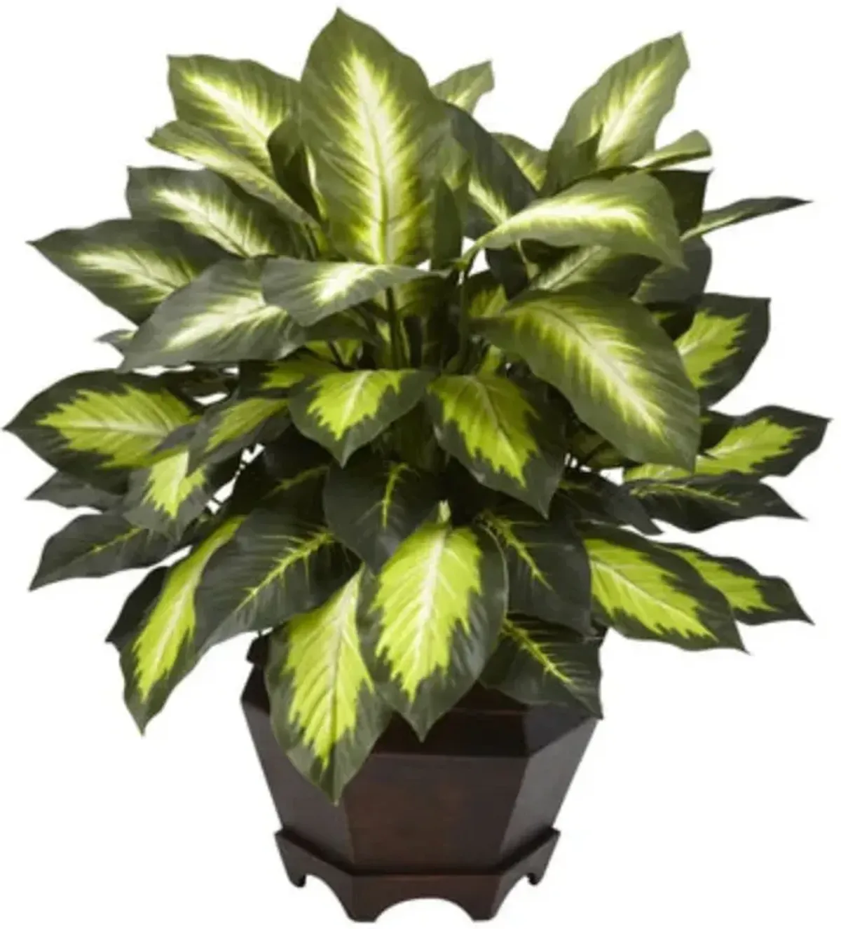 Hivvago Triple Golden Dieffenbachia w/Wood Vase