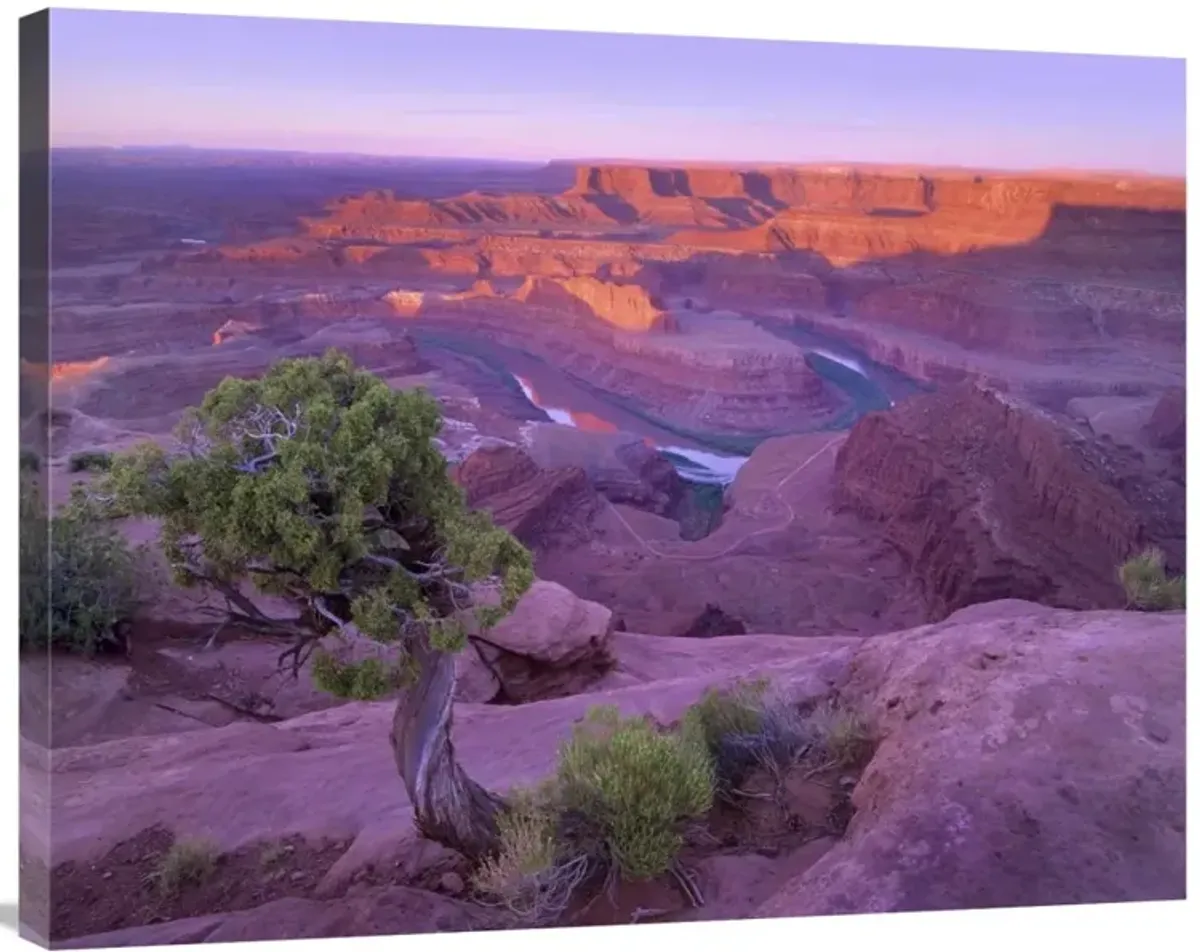 Colorado River flowing through canyons of Dead Horse Point State Park, Utah-Canvas Art-35x28