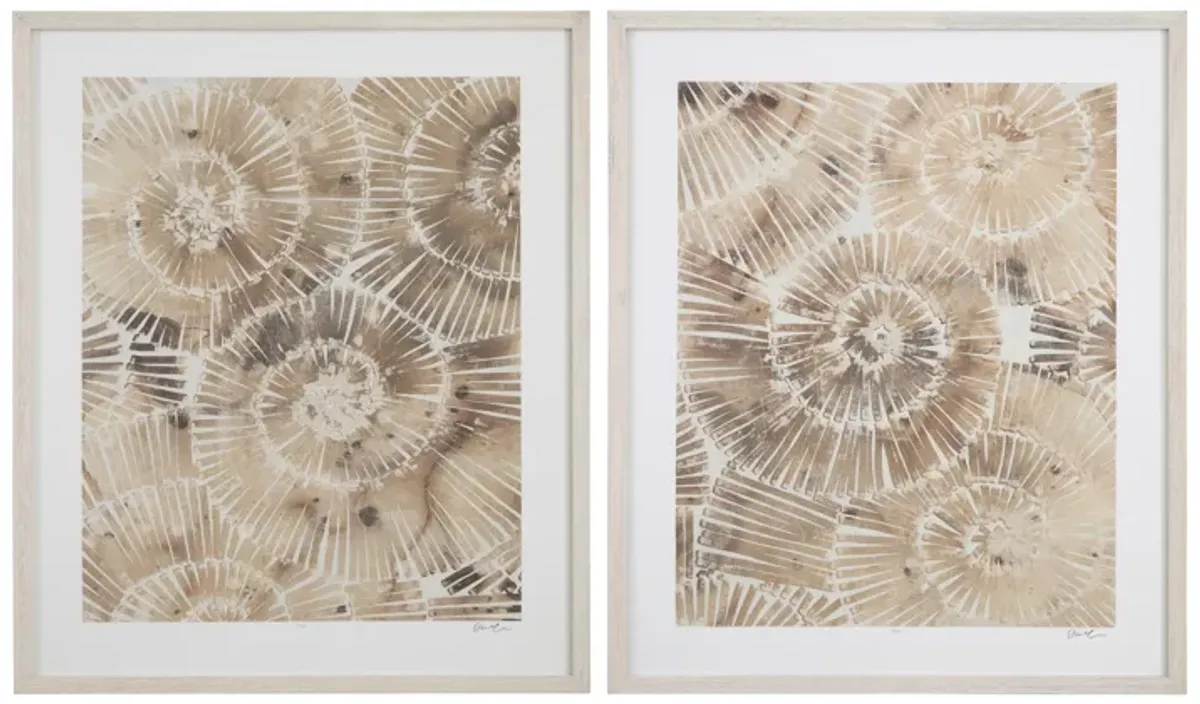 Fossil Nautilus (Set of 2)