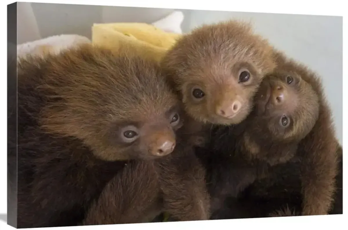 Hoffmanns Two-toed Sloth orphaned babies, Aviarios Sloth Sanctuary, Costa Rica-Canvas Art-30x20