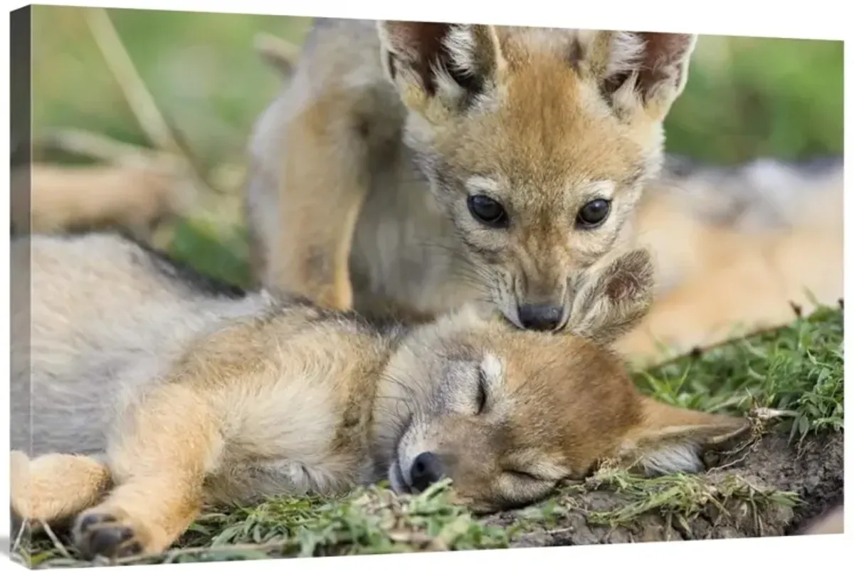 Black-backed Jackal pups, six weeks old, playing, Masai Mara, Kenya-Canvas Art-36x24