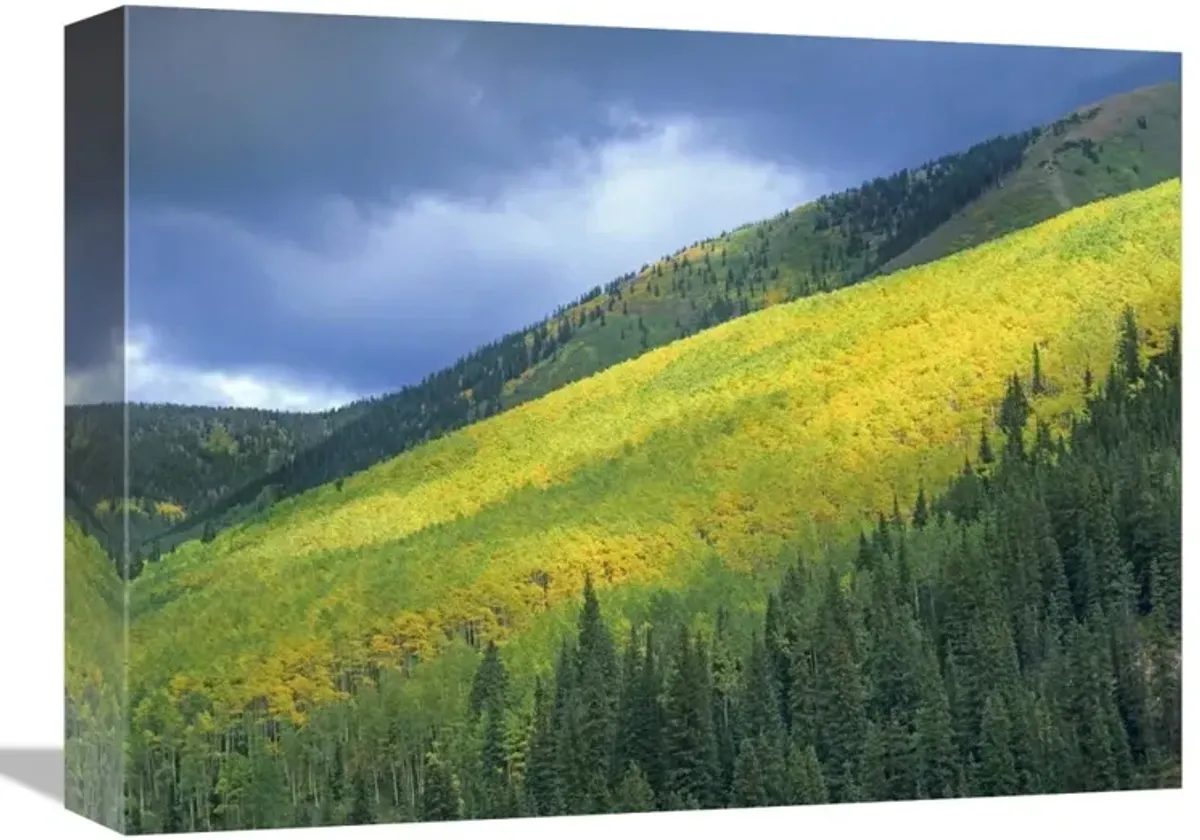Aspen forest, Maroon Bells, Snowmass Wilderness, Colorado-Canvas Art-16x12
