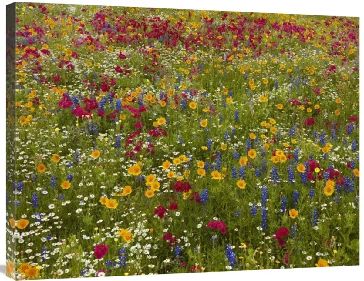 Drummonds Phlox near Westhoff, Texas-Canvas Art-32x24