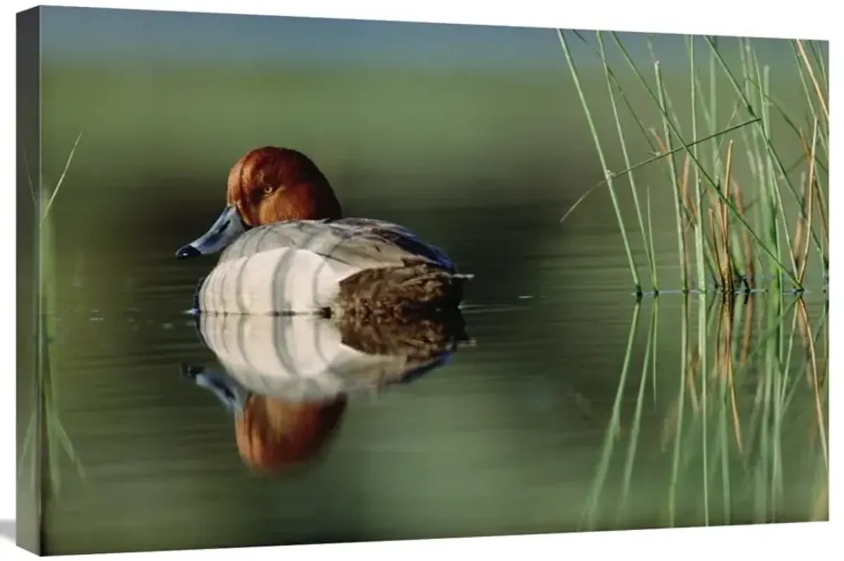 Redhead Duck male with reflection near reeds, Washington-Canvas Art-30x20