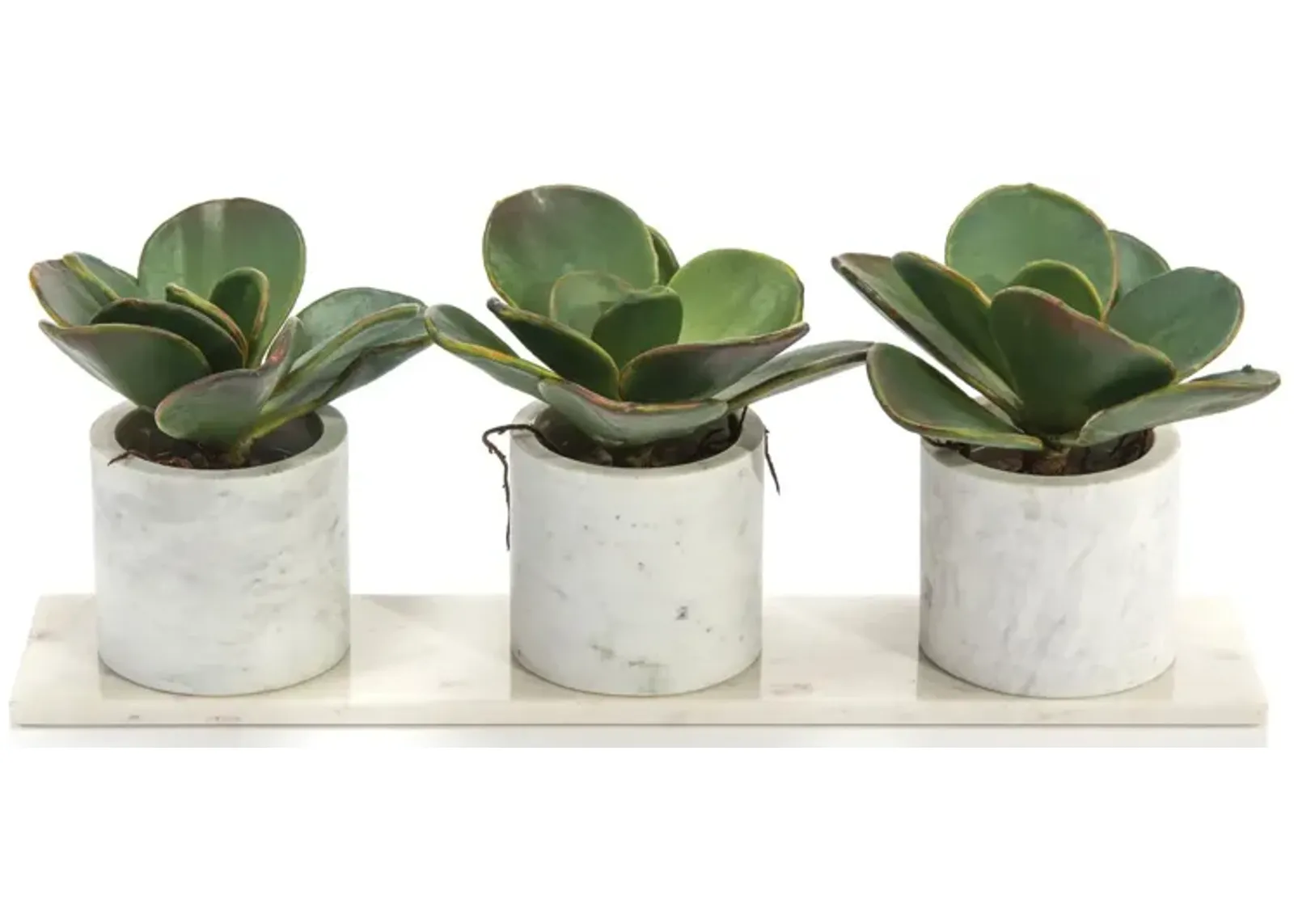 Marble Succulents