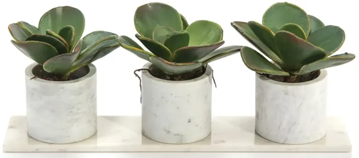 Marble Succulents