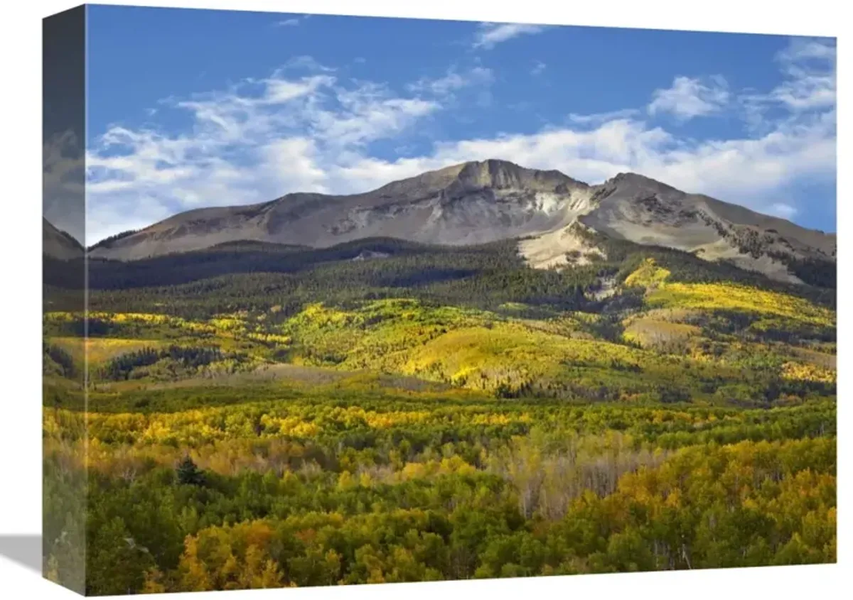 Aspen forest and East Beckwith Mountain, West Elk Wilderness, Colorado-Canvas Art-16x12