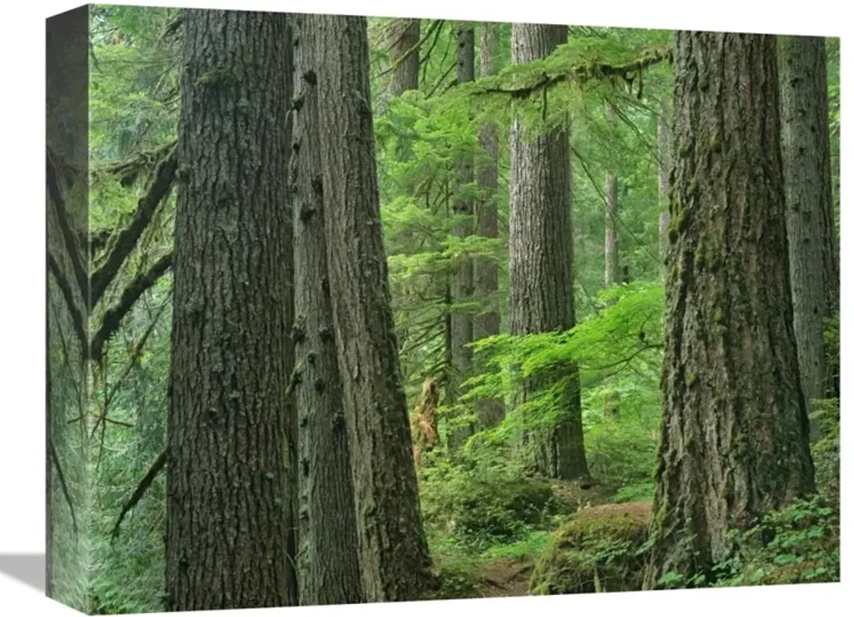 Old growth forest of Western Red Cedar Grove of the Patriarchs, Mount Rainier National Park, Washington-Canvas Art-16x12