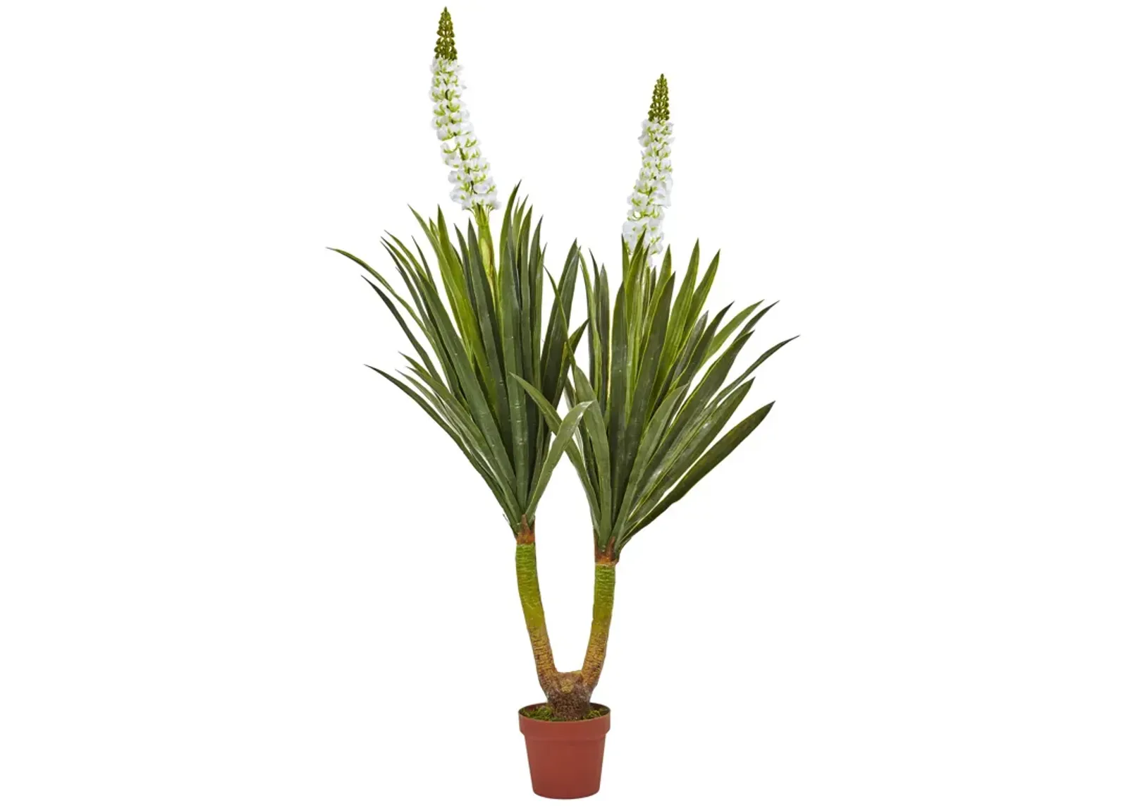 HomPlanti 57" Flowering Yucca Plant