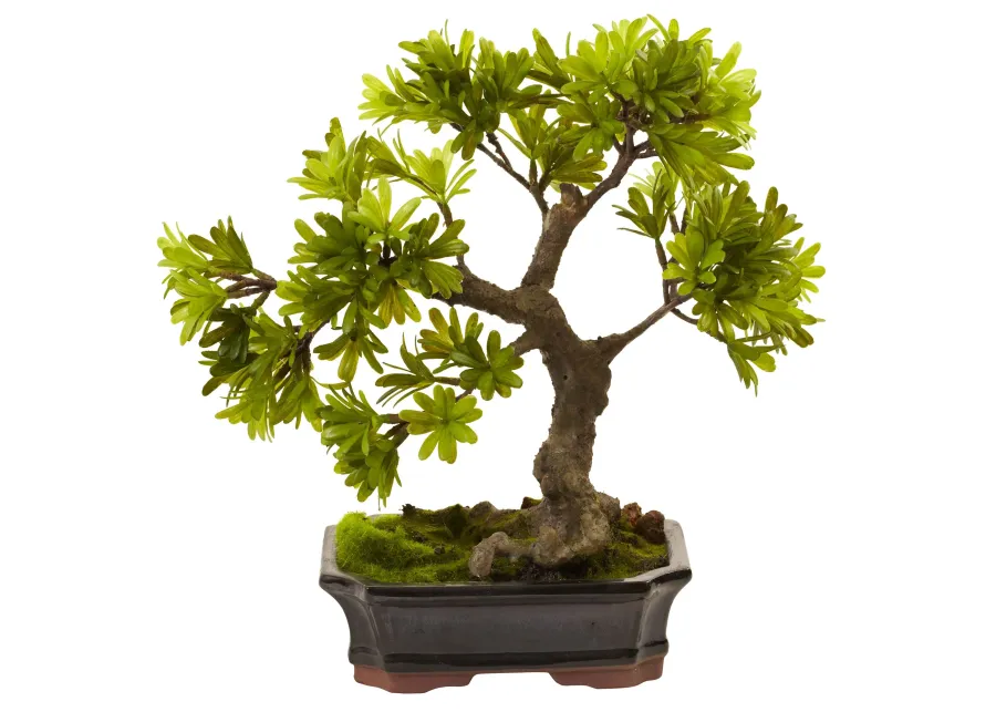 HomPlanti 14 Inches Podocarpus w/Mossed Bonsai Planter