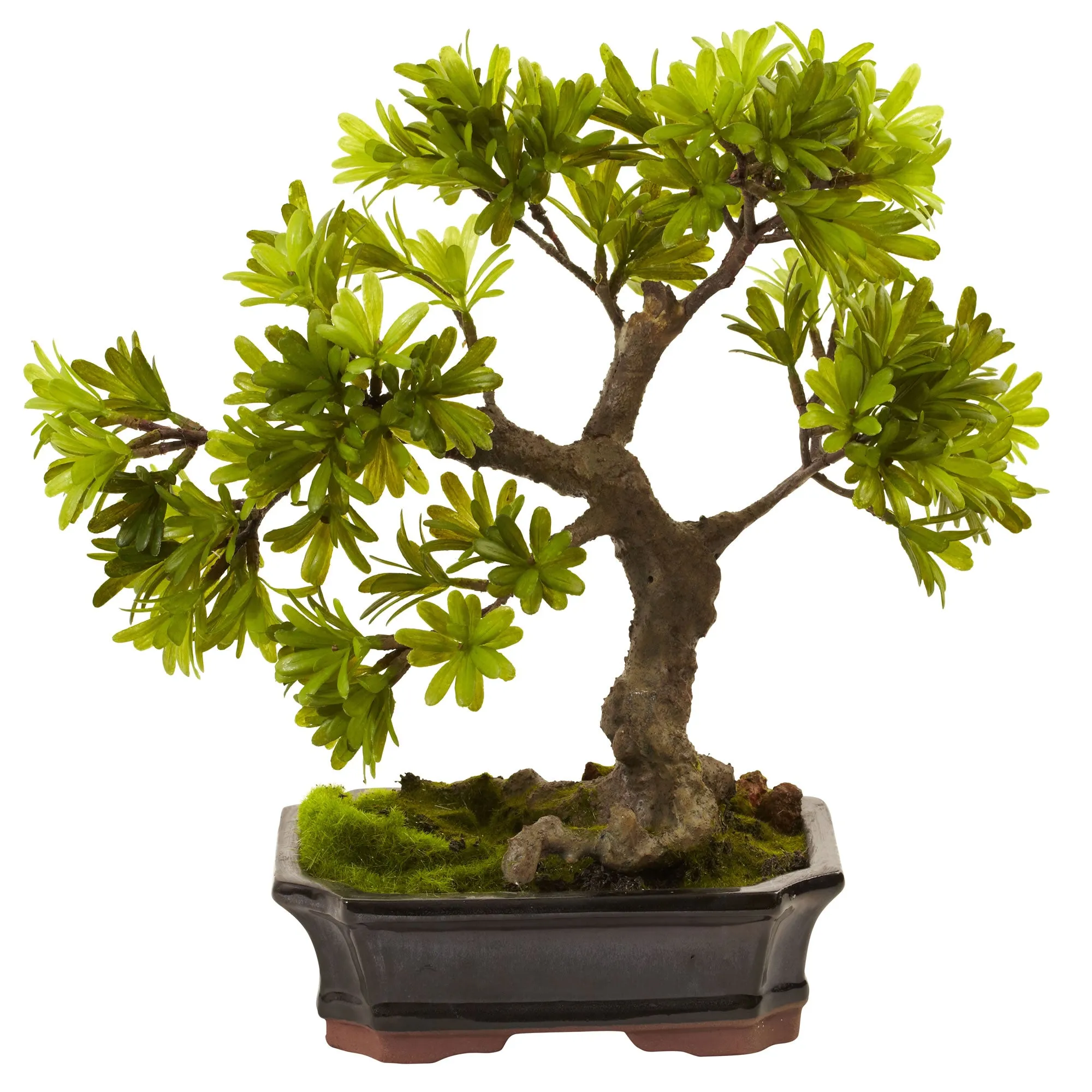 HomPlanti 14 Inches Podocarpus w/Mossed Bonsai Planter