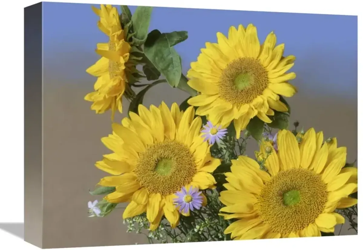 Common Sunflower and Asters, North America-Canvas Art-16x12