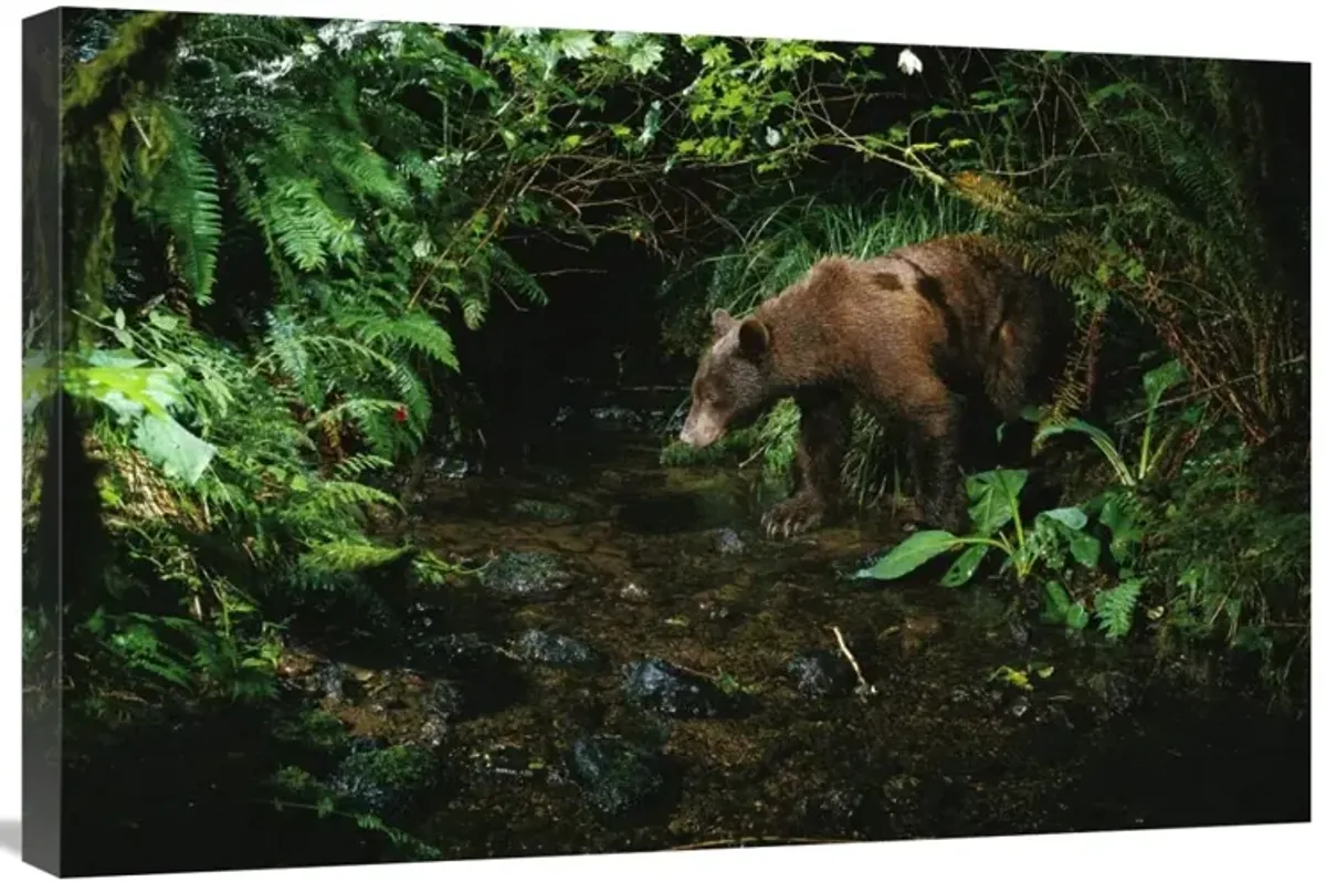 Black Bear at night shot with a remote camera, de-commissioned army camp in Bonneville, Washington-Canvas Art-30x20