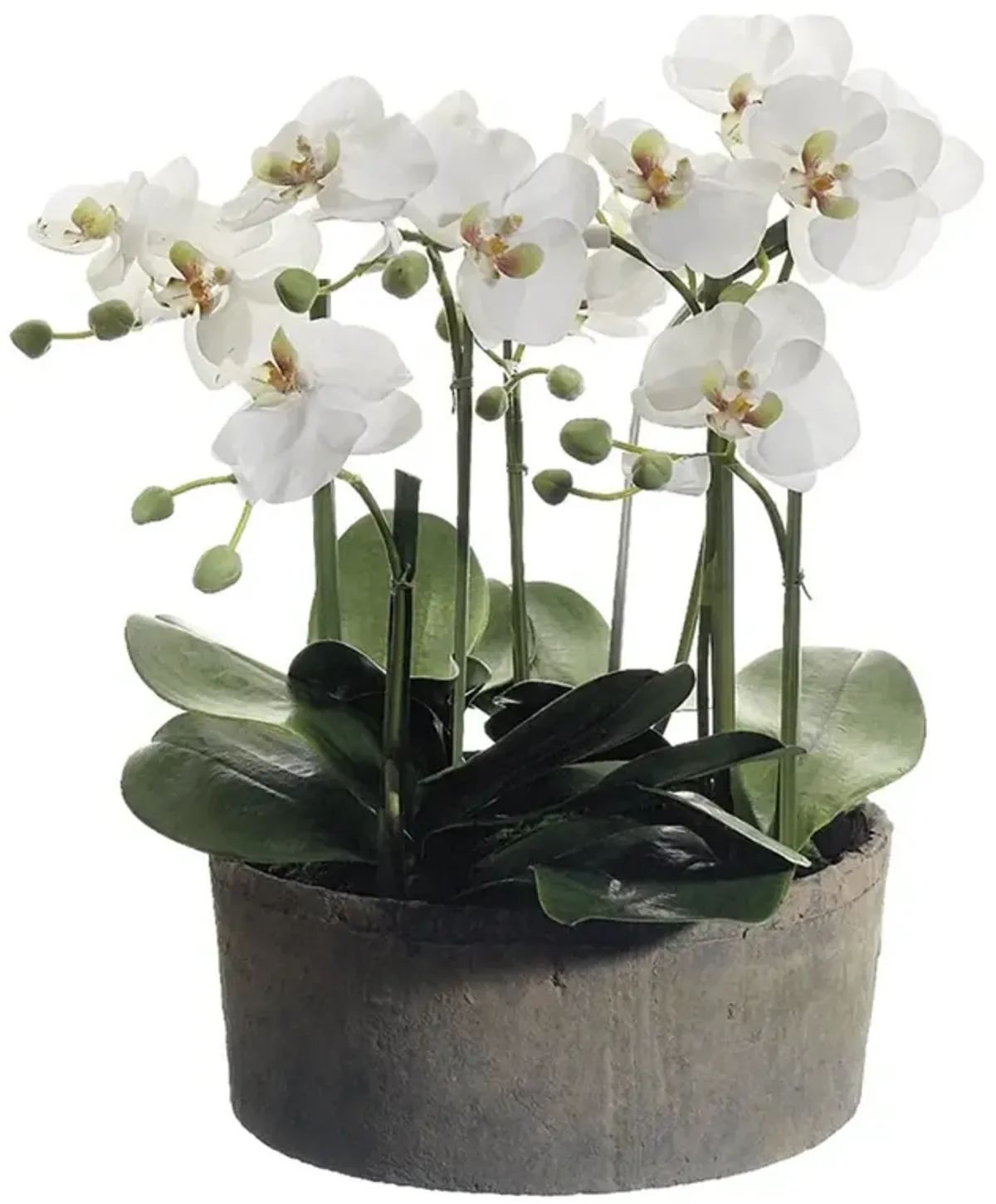 Phalaenopsis Orchid Plant in Clay Pot