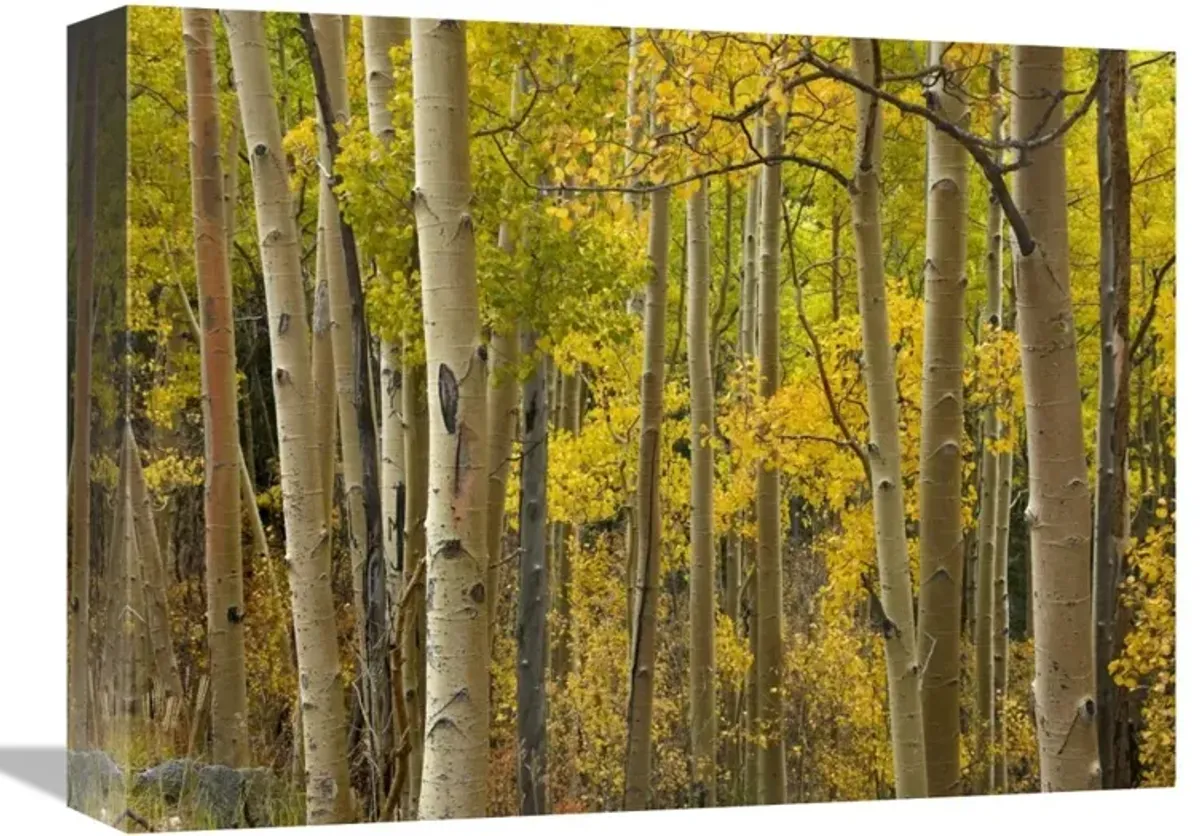 Aspen trees in autumn, Santa Fe National Forest near Santa Fe, New Mexico-Canvas Art-16x12