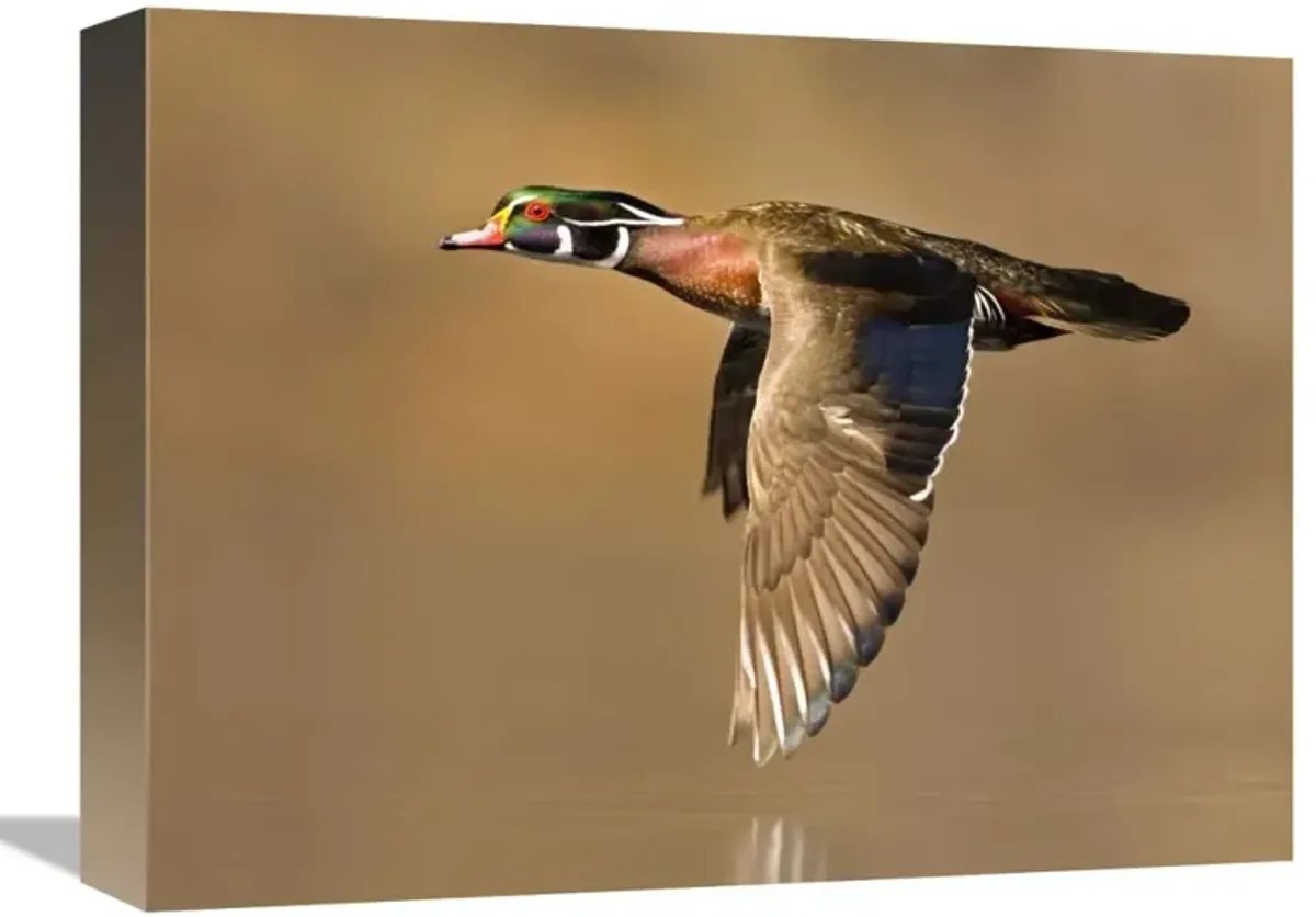Wood Duck male flying, Lapeer State Game Area, Michigan-Canvas Art-16x12