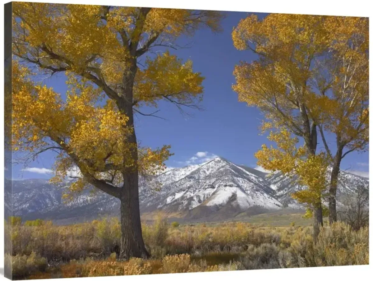Cottonwood trees, fall foliage, Carson Valley, Nevada-Canvas Art-40x30